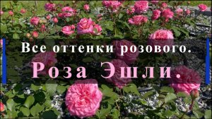 Все оттенки розового. Роза Эшли.