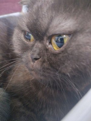 я прячусь от Рэма