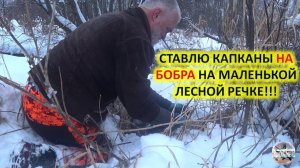 Осенняя охота на бобра с капканами. Установка капканов на бобра