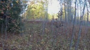 Коп в Кучематке , поиск монет.