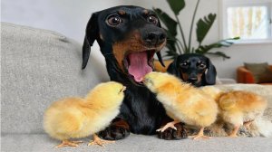 СМЕШНОЕ ВИДЕО про животных Приколы с животными Наши любимые смешные животные