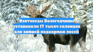 Охотоведы Вологодчины установили 17 тысяч солонцов для зимней подкормки лосей