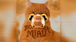 LENAR - MONTAGEM MIAU - SLOWED - full version - 2X