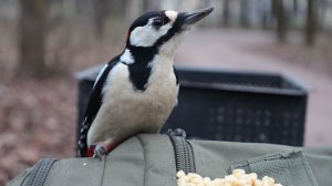 Голодный дятел