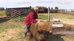FailArmy.  People Vs Animals_ Funny Animal Fails Compilation