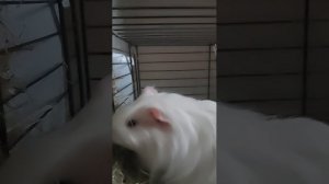 Дом Морской свинки🤍 36