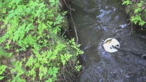 Поиск Золотых самородков металлоискателем!