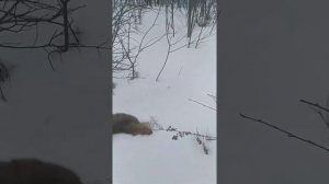 охота на соболя с подхода