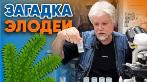 Аквариумные истории из ЭКЗОМЕНЮ (05.12.2025). Загадка элодеи.