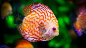 🐠 ОЧЕНЬ КРАСИВАЯ УСПОКАИВАЮЩАЯ МУЗЫКА ДЛЯ СНА 🎵 РЕЛАКС МУЗЫКА ДЛЯ ДУШИ И ПОДАВЛЕНИЯ СТРЕССА