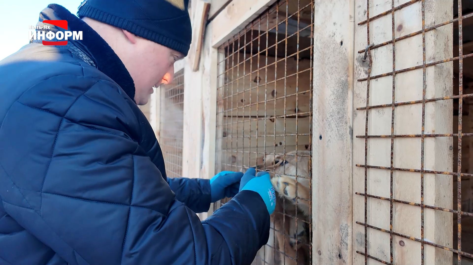 Глава города Сергей Елишев посетил приют для животных смотреть онлайн