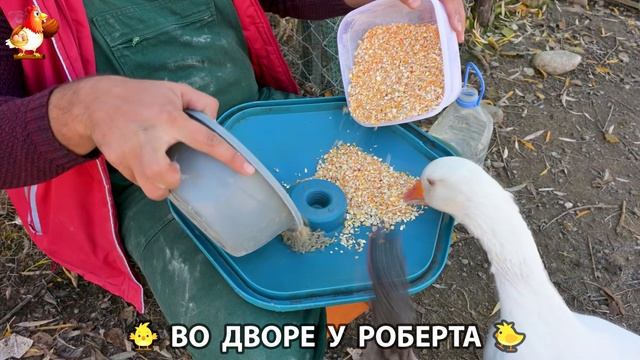 Содержание кур в домашних условиях и других птиц во дворе у Роберта 🐣🐤🦆🐔🪿🦃 (355)