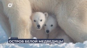Дальний Восток на связи / Остров белой медведицы