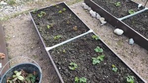 4.ДАЧА..в ожидании чуда😁новой теплицы. 1 серия(24.04.21)