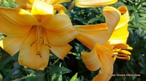 Лилии в моем саду