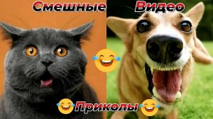 Смешные видео приколы|Коты и собаки|Юмор и Приколы.