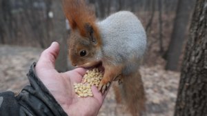 Шишка для Толстой. Зарисовка