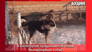 На улицах Белогорска в 2025 году отловили 222 безнадзорных собаки