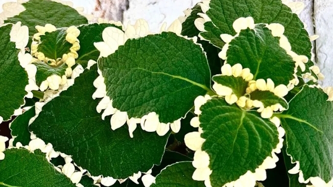 Плектрантус Фостера Маргинатус