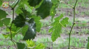 2026 год: холод, осадки и что нас ждёт?