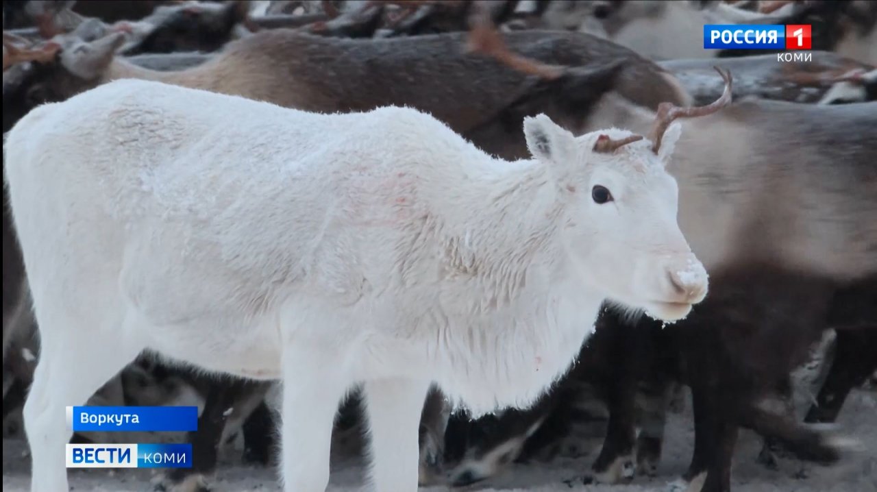 Воркутинский кооператив "Оленевод" первым в Коми завершает заготовку оленины в этом сезоне