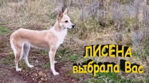 Лисена ВЫБРАЛА Вас...