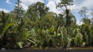 В Малайзии слепая женщина два дня ползла через джунгли после смерти дочери