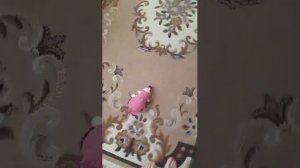 трансляция потому что давно не снимала трансляцию