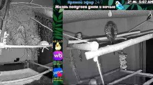 Волнистые попугаи 🦜🦜🦜 | авиарий на балконе📍