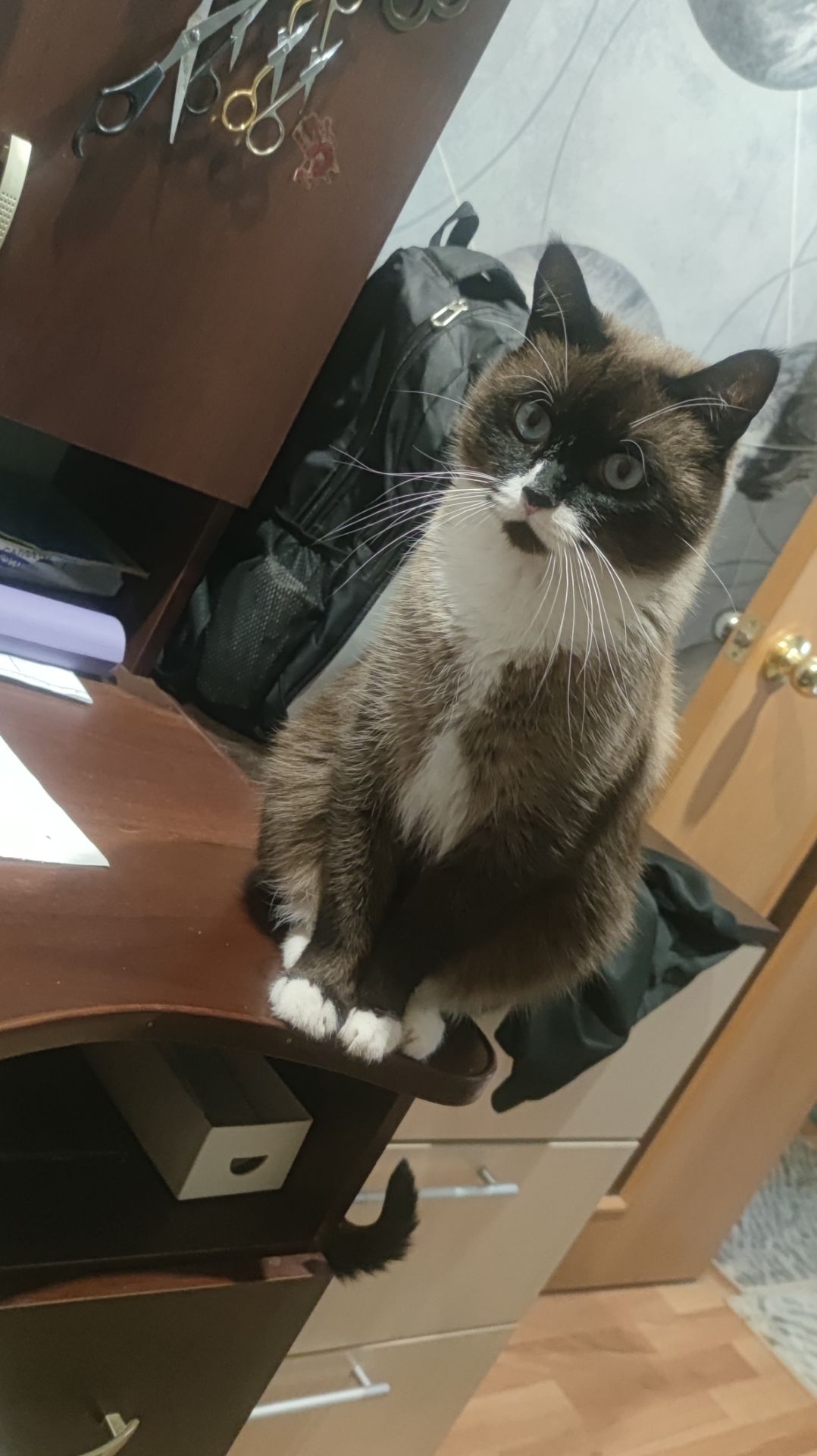 Феликс Сноу-Шу