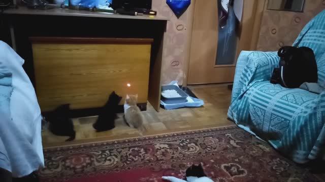 Котята развлекаются!