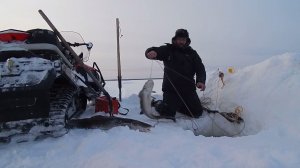 Рыбалка на Енисее. Проверка перемётов на налима.