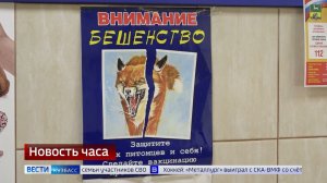 Дикая лиса стала причиной карантина по бешенству в Прокопьевском округе Кузбасса