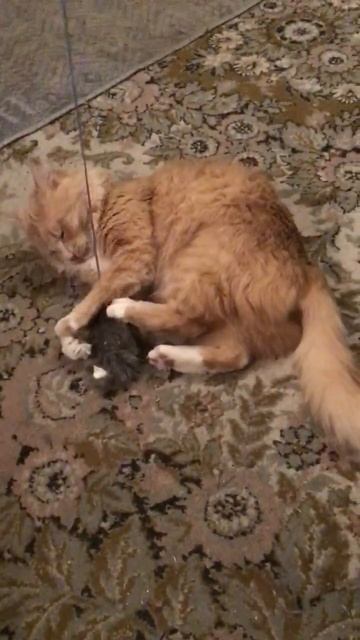 Санкт-Петербург. 05.12.2025. Сегодня день Рыжих. Поздравляем котёнка Персика. Эпизод 3