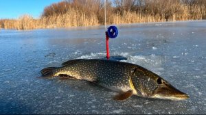 НАШЁЛ ЛУЖУ, А ТАМА ЩУКИ! ПЕРВЫЙ ЛЁД - 2025 год#рыбалка #врек #первыйлед #жерлицы #щука