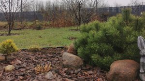 Обзор хвойных 5 часть. Сосны, кипарисовики, пихты, тсуга, тис. 22.11.2025 восток Ленинградской обл.