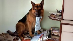 Собаки устраивают ХАОС, и это уморительно! 😂 Смешное видео с животными 2025 года