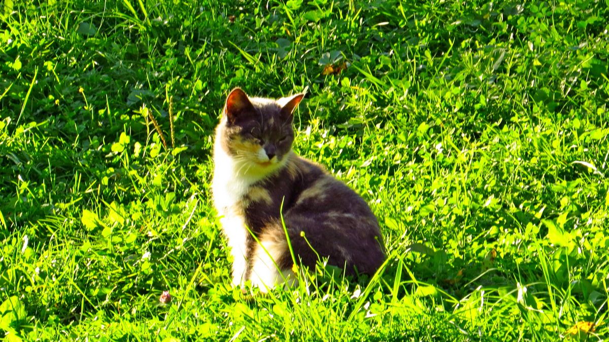 Буся и жулька