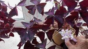 Комнатное растение Оксалис