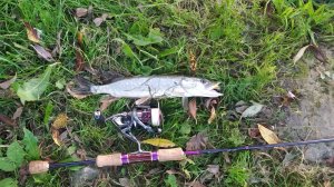 Часовая рыбалка, сентябрьским вечером