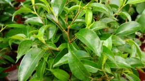 #какая красота всех цветов и растений в оби в Брянске