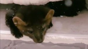 Декабрь... Зима потерялась! Пойду искать )))