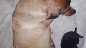 Малышки Лесси и Несси открыли глазки, скоро будет всем весело 🙂.