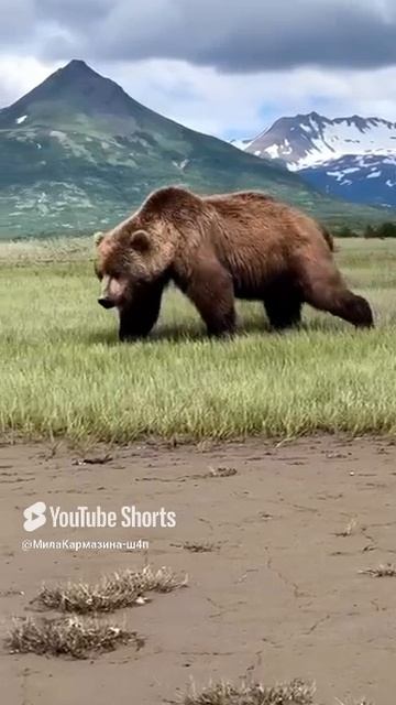 Гризли — один из опаснейший врагов любого охотника@https___t.me_c_2459587615_1820