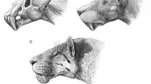 Якутский саблезубый тигр - гомотерий: по свежим статьям палеонтологов