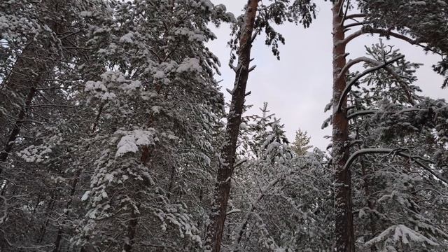 ЗИМНИЙ ЛЕС