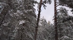 ЗИМНИЙ ЛЕС