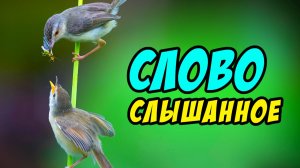 Слово слышанное - Василий Савич. Христианские проповеди