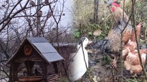 Вечереет рано. Гуляем. Кормлю стаю 🐦🐦🐦