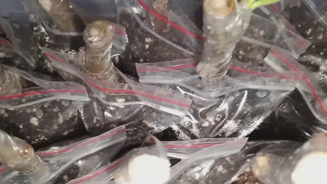 Черенки инжира Королевский (Абхазский фиолетовый) первые сигналы 28.11.2025г. | Small Garden's